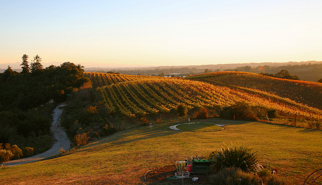 monterey wines california salinas vineyard