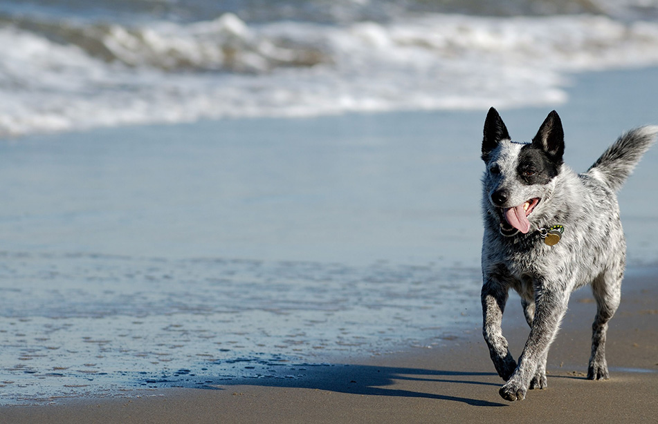 Pet-Friendly Accommodation Pet-Friendly Accommodation