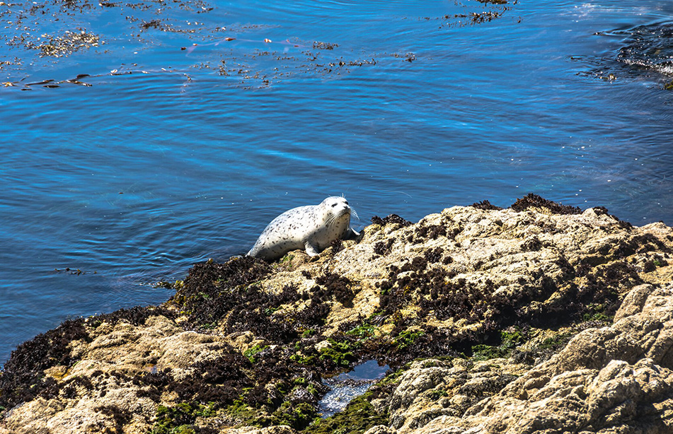 Monterey Bay and The Monterey Bay Aquarium Monterey Bay and The Monterey Bay Aquarium